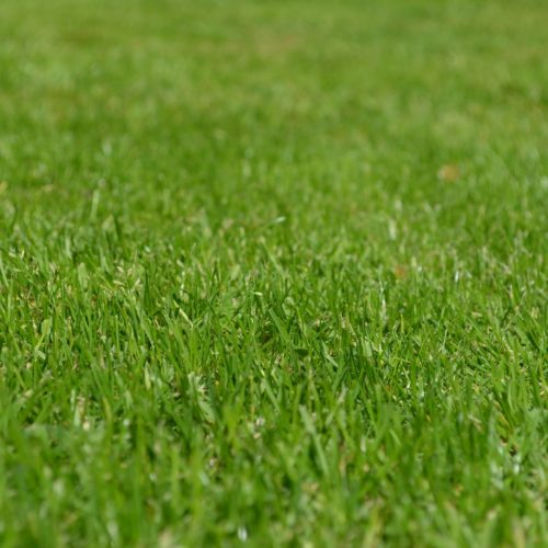 The Best Ways That Can Help You To Clean The Artificial Grass